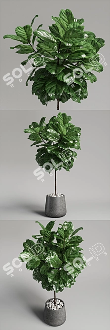 Ficus Lyrata Plant: 3D Model 3D model image 2