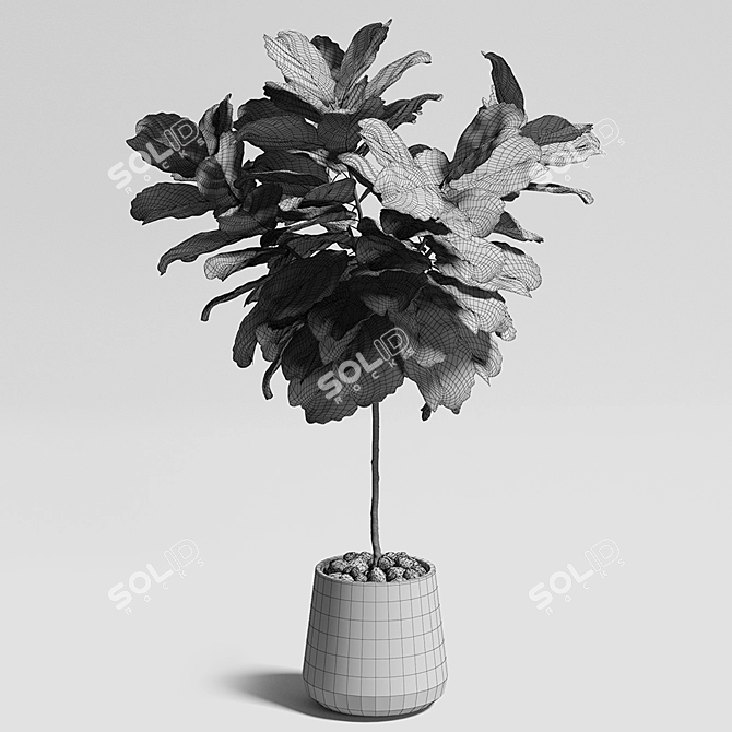 Ficus Lyrata Plant: 3D Model 3D model image 3