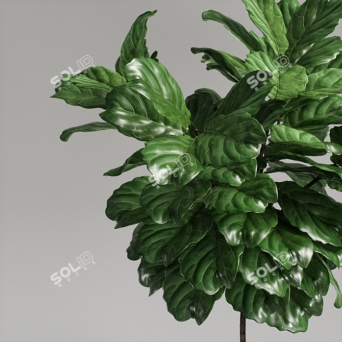 Ficus Lyrata Plant: 3D Model 3D model image 4