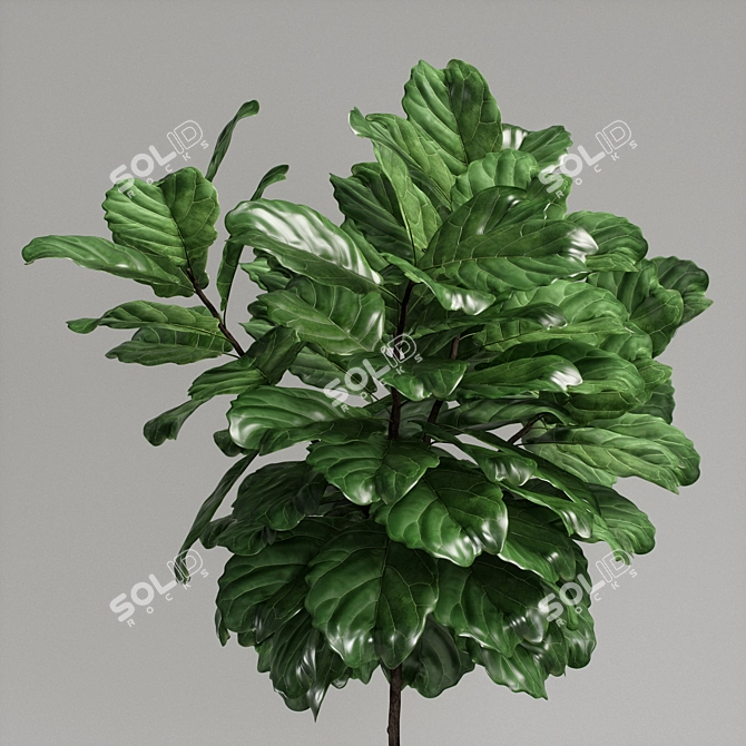 Ficus Lyrata Plant: 3D Model 3D model image 5