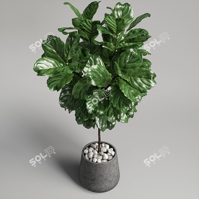 Ficus Lyrata Plant: 3D Model 3D model image 6