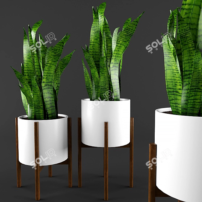 3D Sansevieria Plant with Stand 3D model image 1