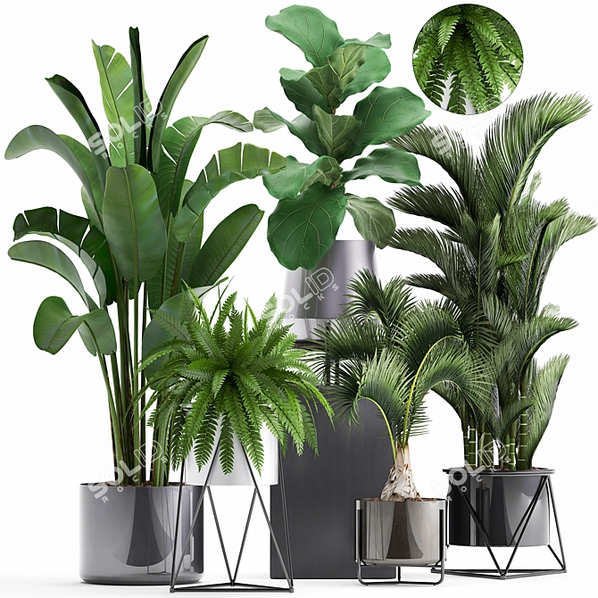 Exotic Plant Collection: Ficus, Palm, Fern 3D model image 1