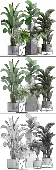 Exotic Plant Collection: Ficus, Palm, Fern 3D model image 3