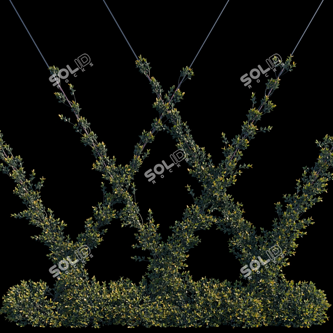 Pyracantha Firethorn: Oblique Cordon 3D model image 1