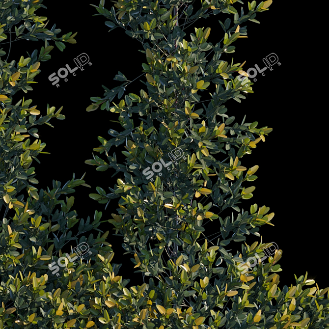 Pyracantha Firethorn: Oblique Cordon 3D model image 2