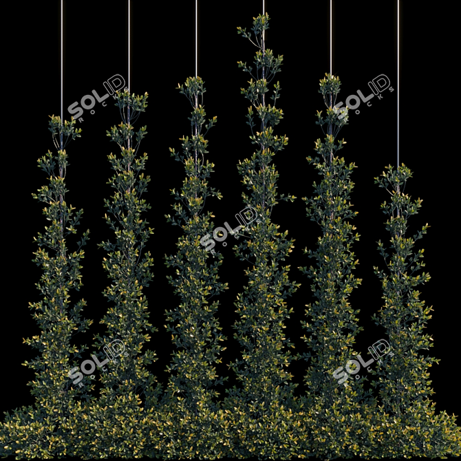 Pyracantha Firethorn Cordon: Vertical Elegance! 3D model image 1