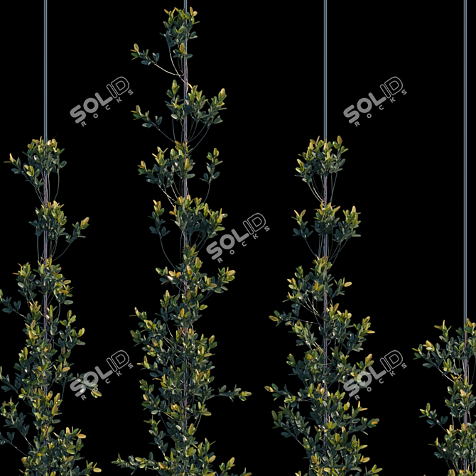 Pyracantha Firethorn Cordon: Vertical Elegance! 3D model image 2