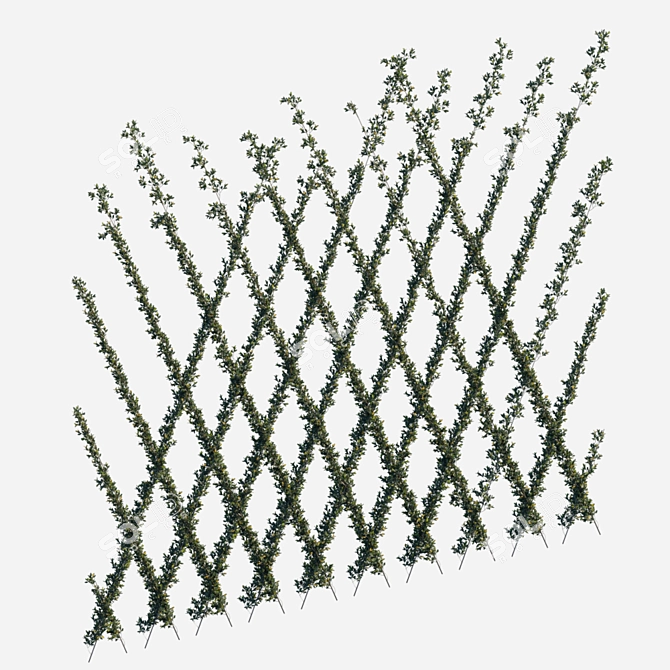 Oblique Cordon Pyracantha Firethorn - Big & Beautiful 3D model image 2