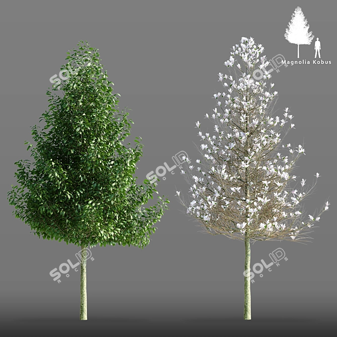 Magnificent Magnolia Kobus Tree 3D model image 1