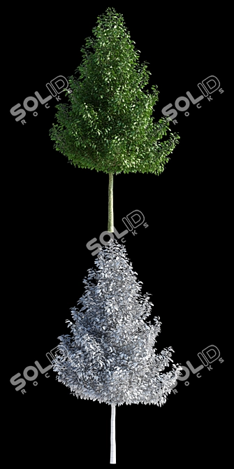 Magnificent Magnolia Kobus Tree 3D model image 2