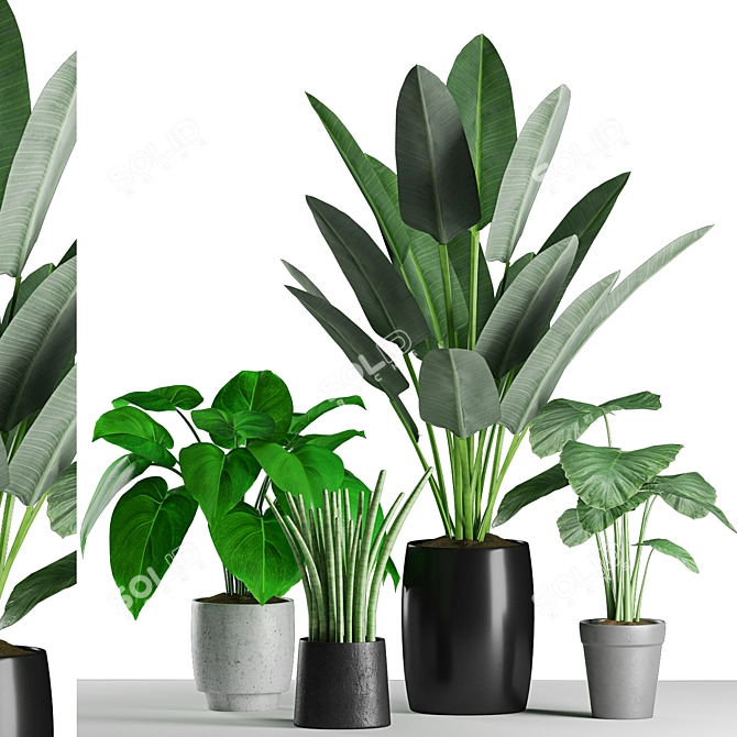 Tropical Plants Mix: Colocasia, Succulent, Palm 3D model image 1