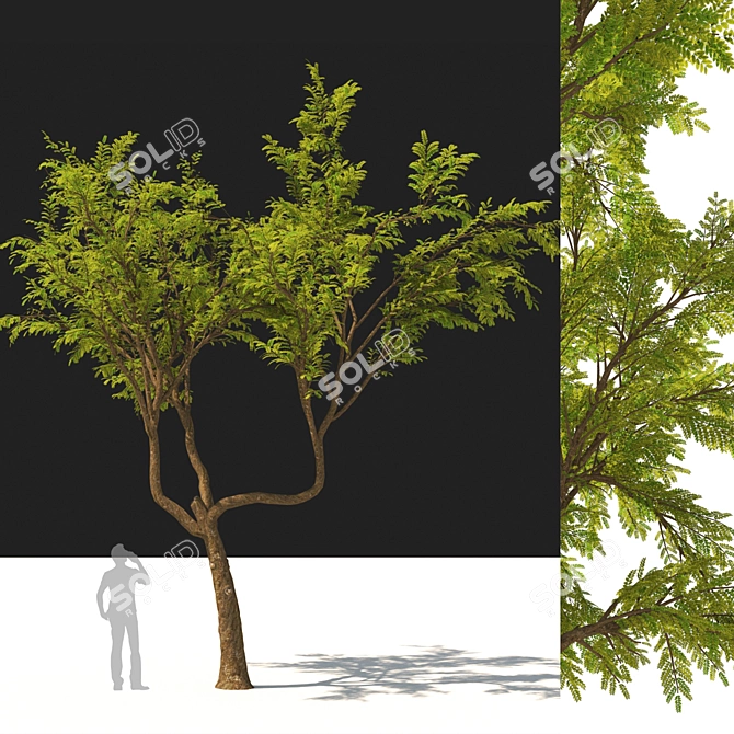 Glossy Gleditsia Tree Sculpture 3D model image 1