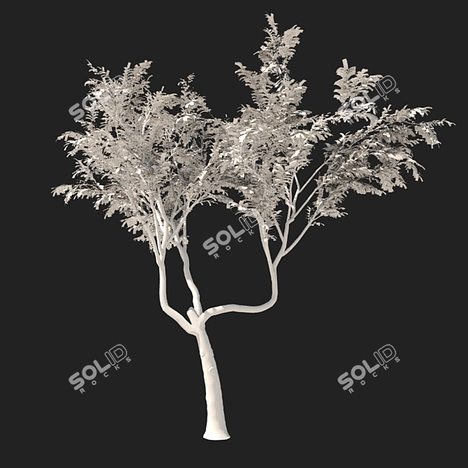 Glossy Gleditsia Tree Sculpture 3D model image 2