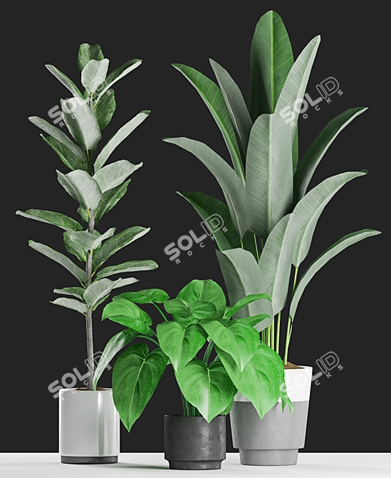 Tropical Plants Collection: Ficus, Banana Palm 3D model image 2