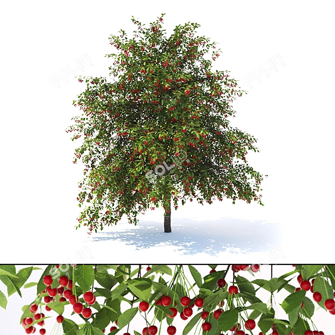 Cherry Delight - Prunus Avium Tree 3D model image 1