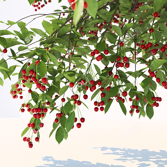 Cherry Delight - Prunus Avium Tree 3D model image 3