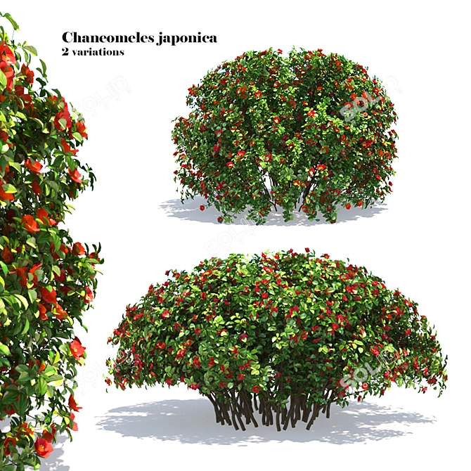 Charming Chaneomeles: Blossoming Quince 3D model image 1