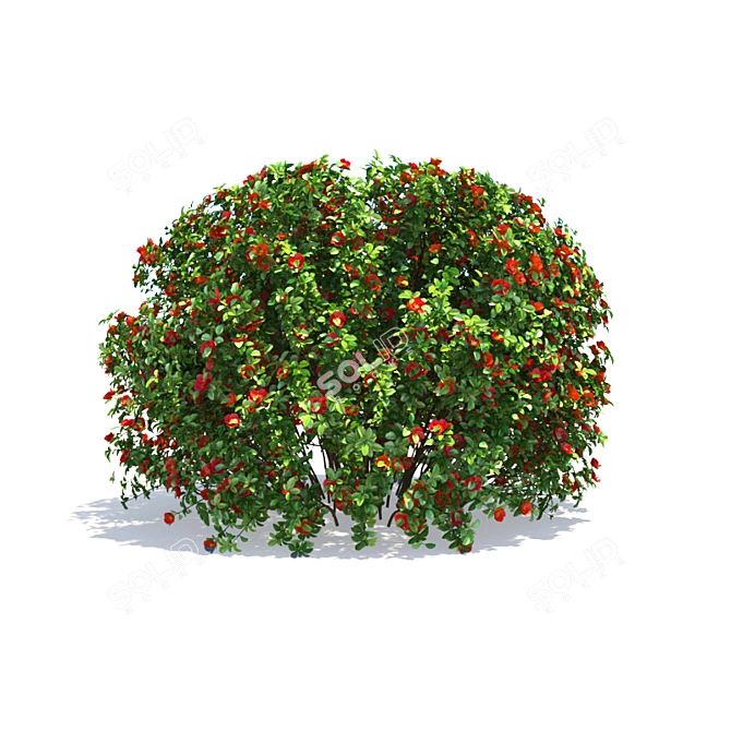 Charming Chaneomeles: Blossoming Quince 3D model image 3