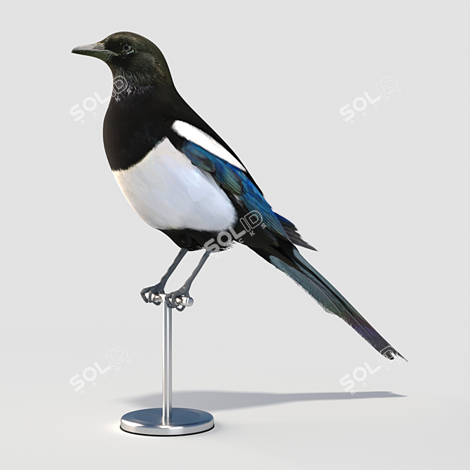 Eurasian Magpie: Lifelike Model 3D model image 3