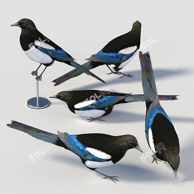 Eurasian Magpie: Lifelike Model 3D model image 1