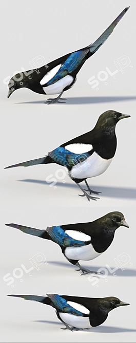 Eurasian Magpie: Lifelike Model 3D model image 2