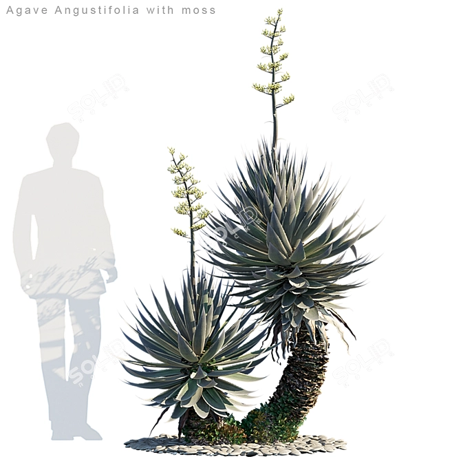 Agave Angustifolia: A Mossy Wonder 3D model image 1