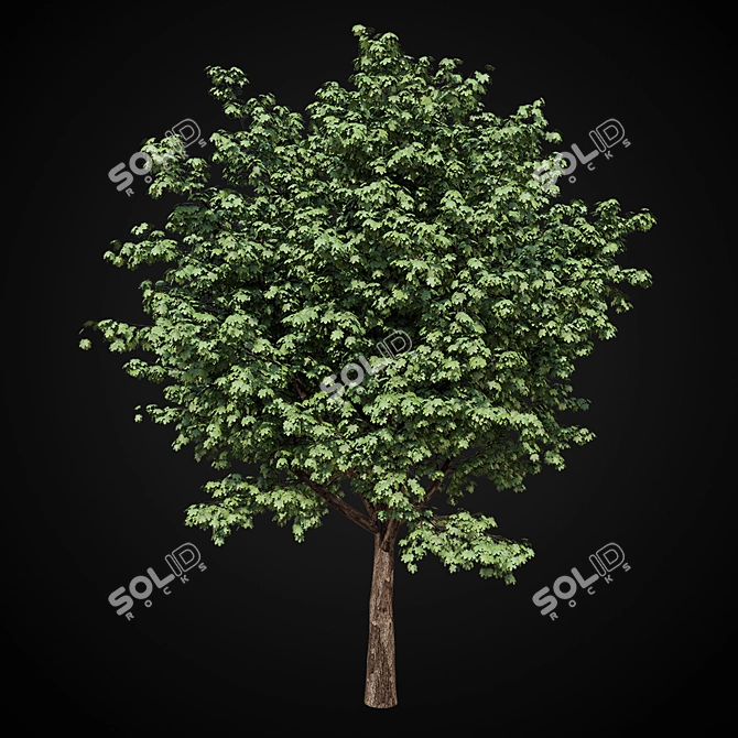  Majestic Maple Tree 3D model image 1