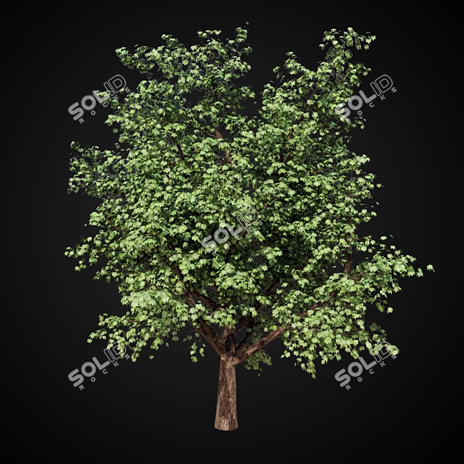  Majestic Maple Tree 3D model image 1