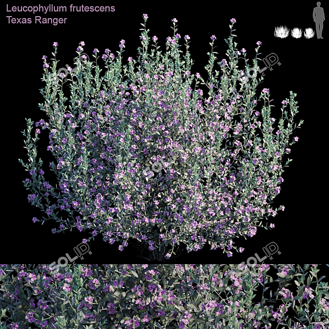 Lush Leucophyllum Frutescens Bush 3D model image 1