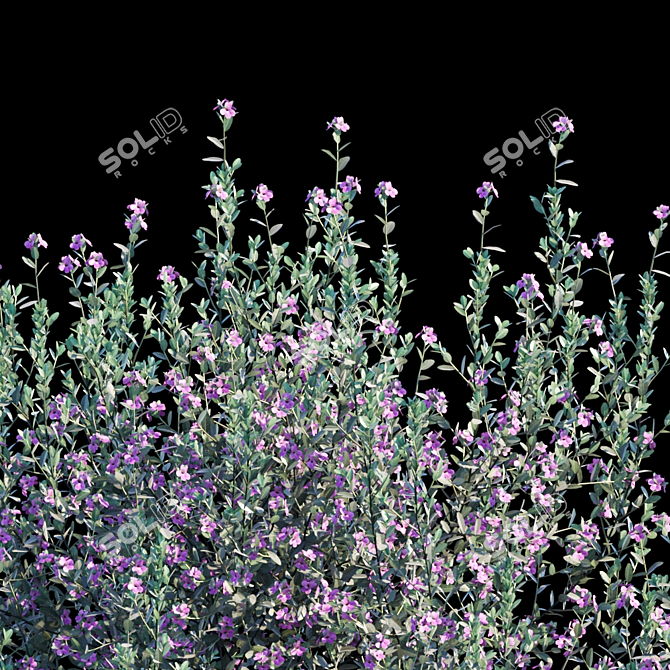 Lush Leucophyllum Frutescens Bush 3D model image 3