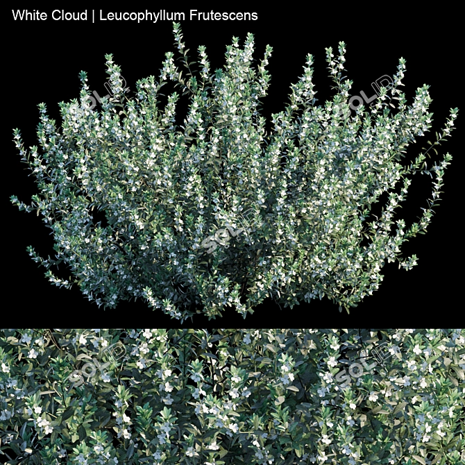 White Cloud: Leucophyllum Frutescens 3D model image 1