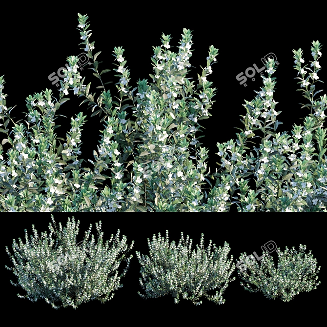 White Cloud: Leucophyllum Frutescens 3D model image 2