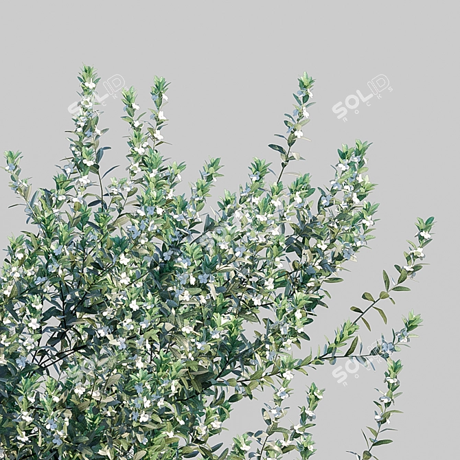 White Cloud: Leucophyllum Frutescens 3D model image 3