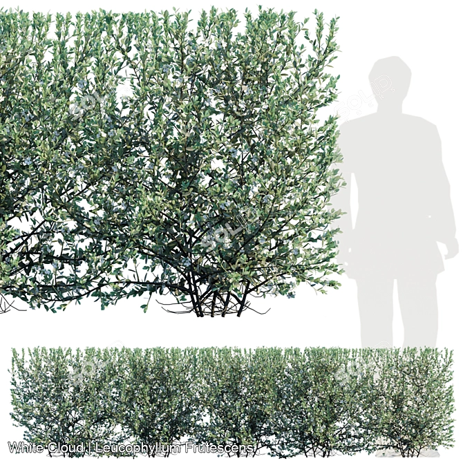 Evergreen Leucophyllum Hedge 2000x500x500 3D model image 1