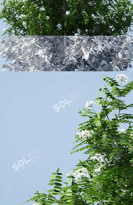 Fastigiate Rowan Tree | Sorbus aucuparia | 3D Model 3D model image 3