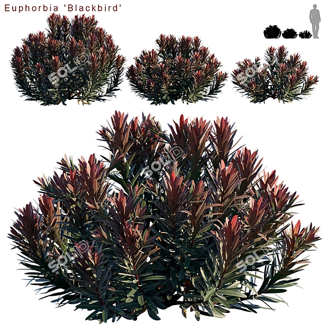 Euphorbia Blackbird: Vibrant Cushion Spurge! 3D model image 1