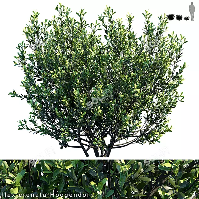 Versatile Ilex Crenata Hoogendorn: 3 variations 3D model image 1