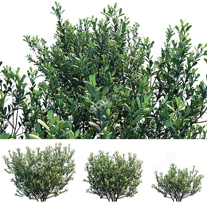 Versatile Ilex Crenata Hoogendorn: 3 variations 3D model image 2