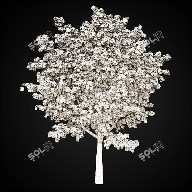 Giant Maple Tree: 15m Height, 12x14m Leaf Spread 3D model image 2