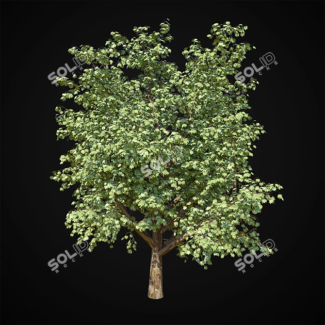 Giant Maple Tree: 17m Height 3D model image 1