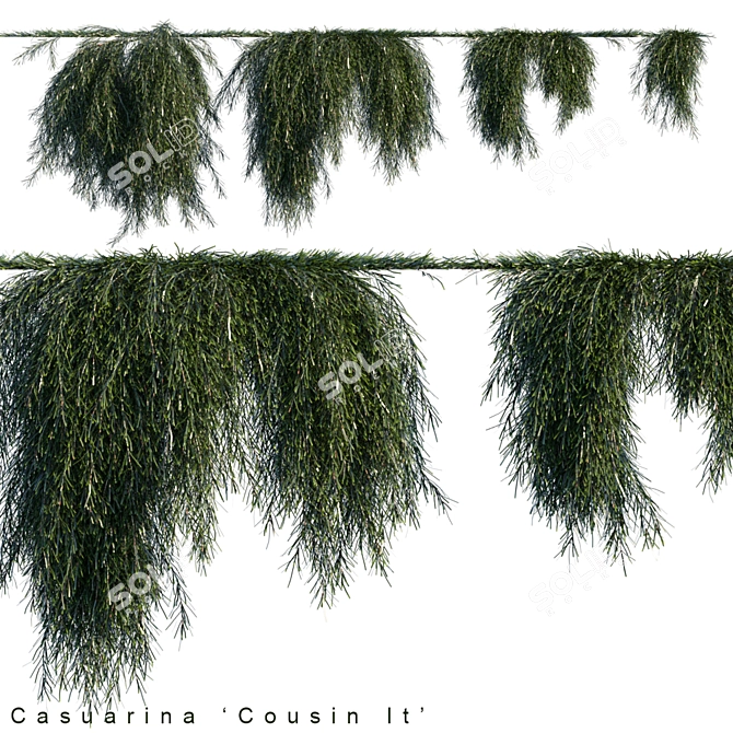 Title: Fluffy Casuarina Cousin It Creeper 3D model image 1