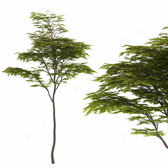 High-Poly 3D Tree Model 3D model image 1