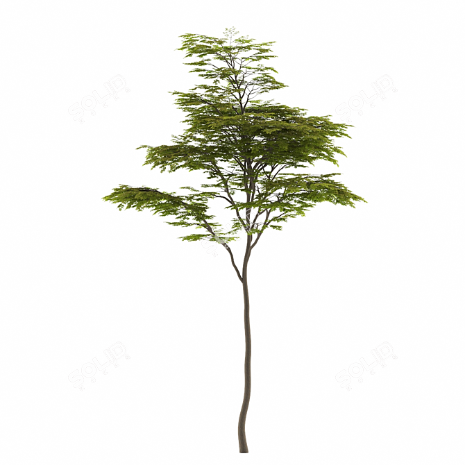 High-Poly 3D Tree Model 3D model image 2