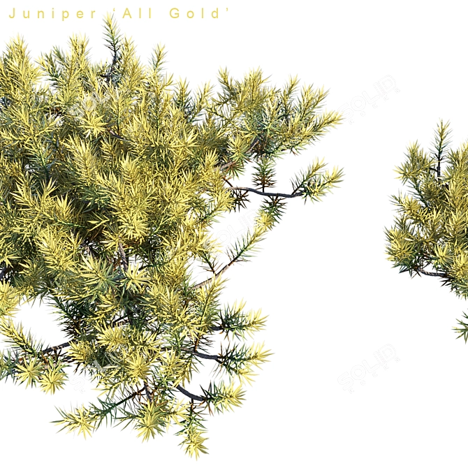 Golden Carpet Juniperus | All Gold 3D model image 2