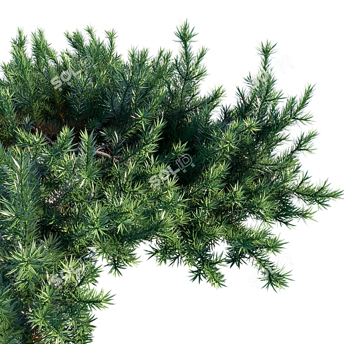 Coastal Beauty: Juniperus Conferta 3D model image 2