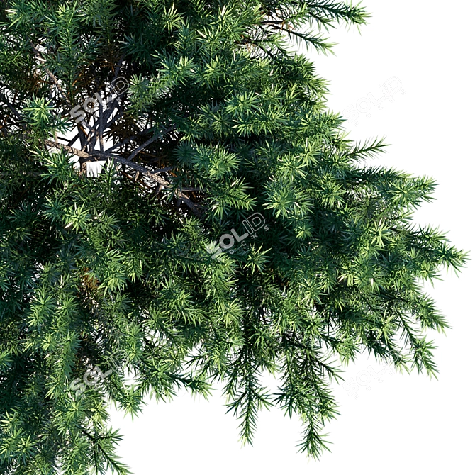 Coastal Beauty: Juniperus Conferta 3D model image 3