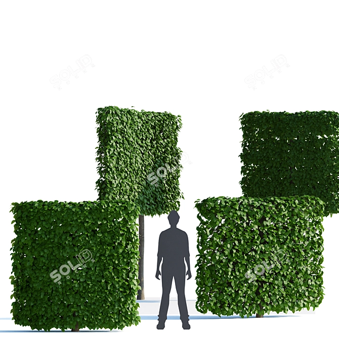 Hornbeam Pleached Topiary Tree | Carpinus Betulus Trellis 3D model image 3