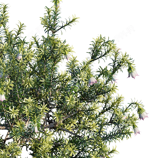 Darwinia Meeboldii Cranbrook Bell - Vibrant Vertex Color Variation 3D model image 2