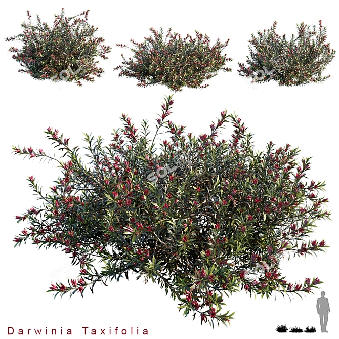 Vertex Colored Darwinia Taxifolia: 3 Variation 3D model image 1